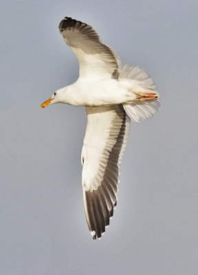 Western Gull, basic adult