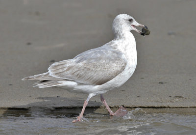 Glaucous-winged Gull, 2nd cycle, (1 of 2) 