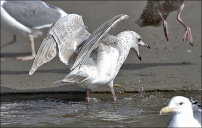 possible Glaucous x Herring Gull - Nelson's - 2nd cycle, (2 of 2)