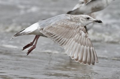 Glaucous-winged x Herring Gull (Cook Inlet)