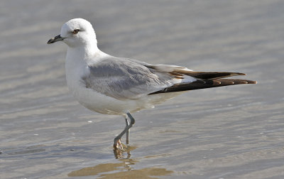 Mew Gull, 2nd cycle