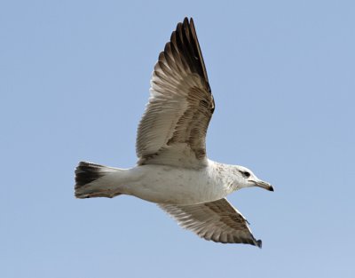 California Gull, 2nd cycle (#1 of 2)
