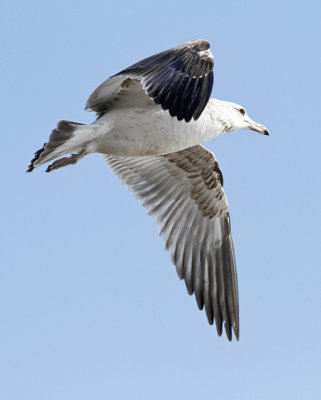 California Gull, 2nd cycle (#2 of 2)