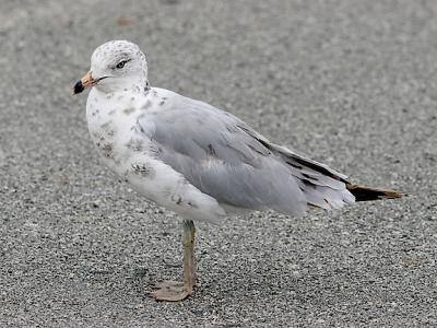 Ring-billed Gull, 2nd cycle