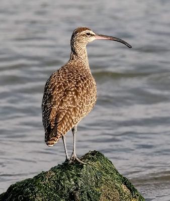 Whimbrel