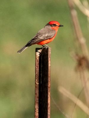 Vermilion Flycatcher, male adult (#3 of 3)