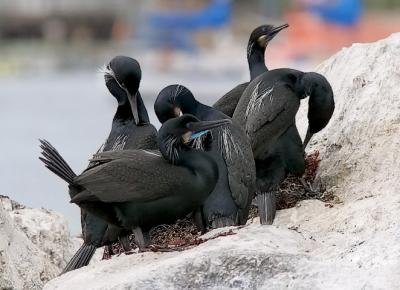 Brandt's Cormorants, alternate adults