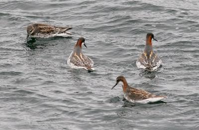 Red-necked Phalaropes, prealternate and alternate adults