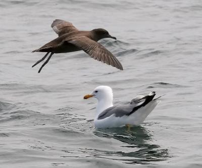 Sooty Shearwater with California Gull