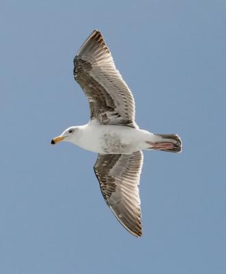 Western Gull 2nd cycle