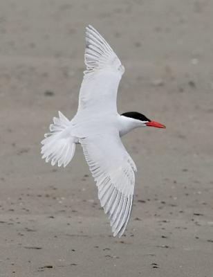 Caspian Tern, 1st cycle