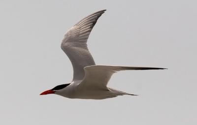 Caspian Tern, alternate adult