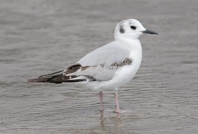 Bonaparte's Gull, 1st cycle (#1 of 4)