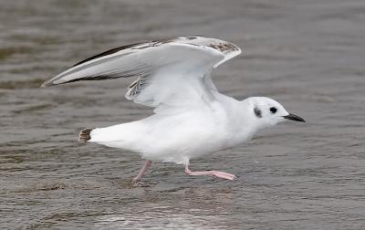 Bonaparte's Gull, 1st cycle (#2 of 4)