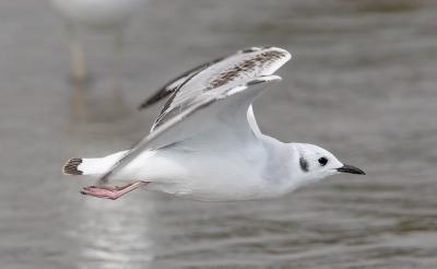 Bonaparte's Gull, 1st cycle (#3 of 4)