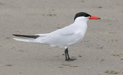 Caspian Tern, alternate adult