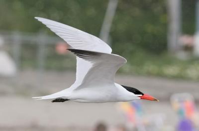 Caspian Tern, alternate adult