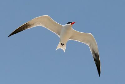 Caspian Tern, alternate adult