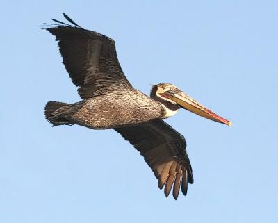 Brown Pelican, alternate adult