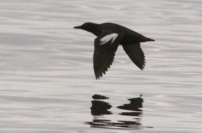 Pigeon Guillemot, alternate adult