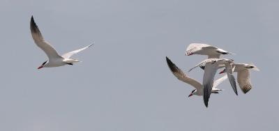Caspian Terns, with prealternate Forster's Tern