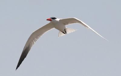 Caspian Tern, adult