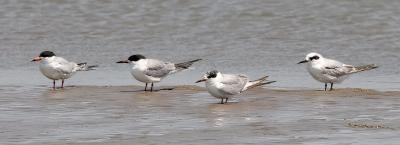 Forster's Terns, various ages