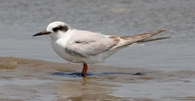 Forster's Tern, 1st cycle