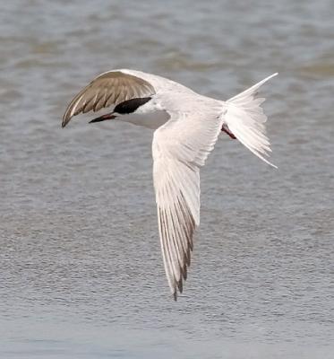 Forster's Tern, 2nd cycle