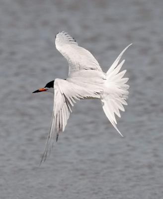 Forsters Tern, 2nd cycle