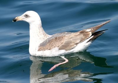 Western Gull, 2nd cycle