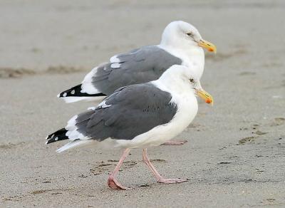 Western Gulls, both adults