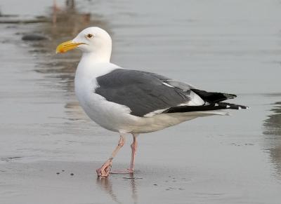 Western Gull, adult