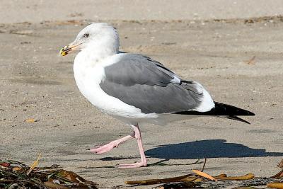 Western Gull,  4th cycle