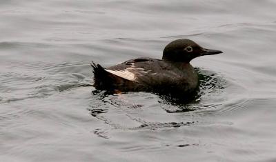 Pigeon Guillemot, 1st cycle (1st prebasic molt)