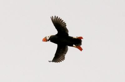 Tufted Puffin, alternate adult (#1 of 3)