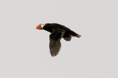 Tufted Puffin, alternate adult (#2 of 3)