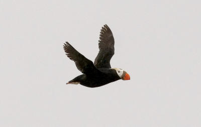 Tufted Puffin, alternate adult (#3 of 3)