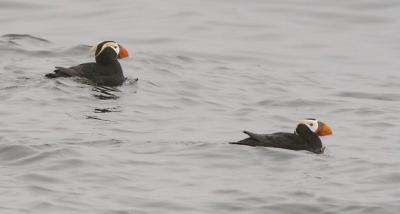 Tufted Puffins, alternate adults (#1 of 4)