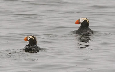 Tufted Puffins, alternate adults (#2 of 4)