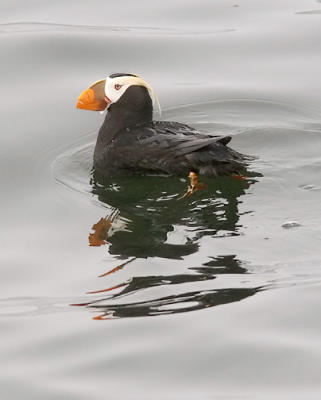 Tufted Puffin, alternate adult (#3 of 4)