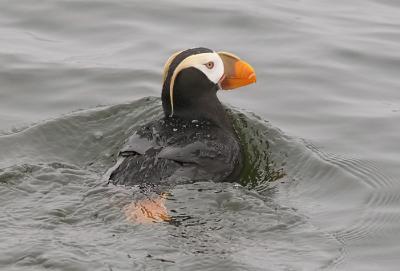 Tufted Puffin, alternate adult (#4 of 4)