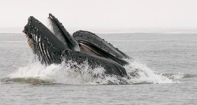 Humpback Whales, lunge-feeding (#1 of 3)