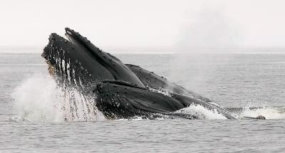 Humpback Whales, lunge-feeding (#2 of 3)