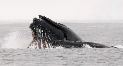 Humpback Whales, lunge-feeding (#3 of 3)