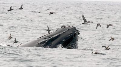 Humpback Whale with shearwaters
