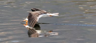 Black Skimmer, 1st cycle