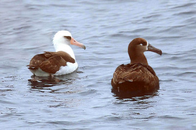 Laysan & Black-footed Albatrosses