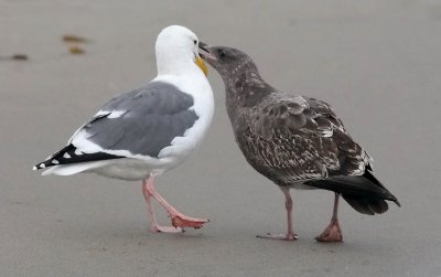 Western Gull, basic adult with young