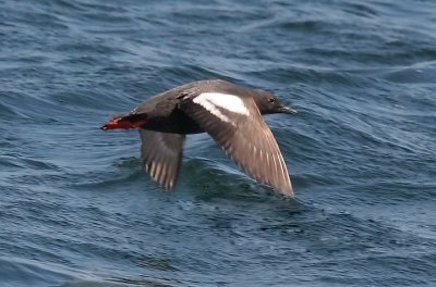 Pigeon Guillemot, alternate adult